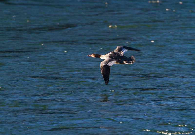 Common Merganser In Flight